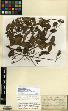 Type specimen at Edinburgh (E). Pierre, Jean: 929. Barcode: E00169839.