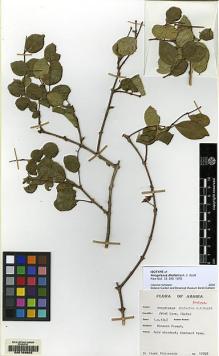 Type specimen at Edinburgh (E). Vesey Fitzgerald, D: 12358. Barcode: E00169903.