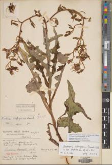Type specimen at Edinburgh (E). Forrest, George: 6703. Barcode: E00169948.