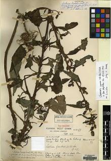 Type specimen at Edinburgh (E). Forrest, George: 6677. Barcode: E00169949.