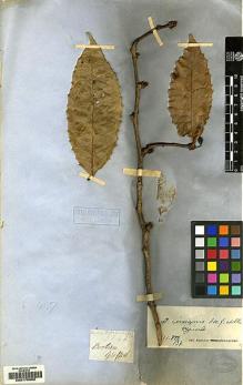 Type specimen at Edinburgh (E). Griffith, William: 1746. Barcode: E00170002.