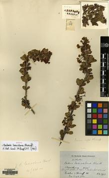 Type specimen at Edinburgh (E). Ludlow, Frank; Sherriff, George: 41. Barcode: E00170012.