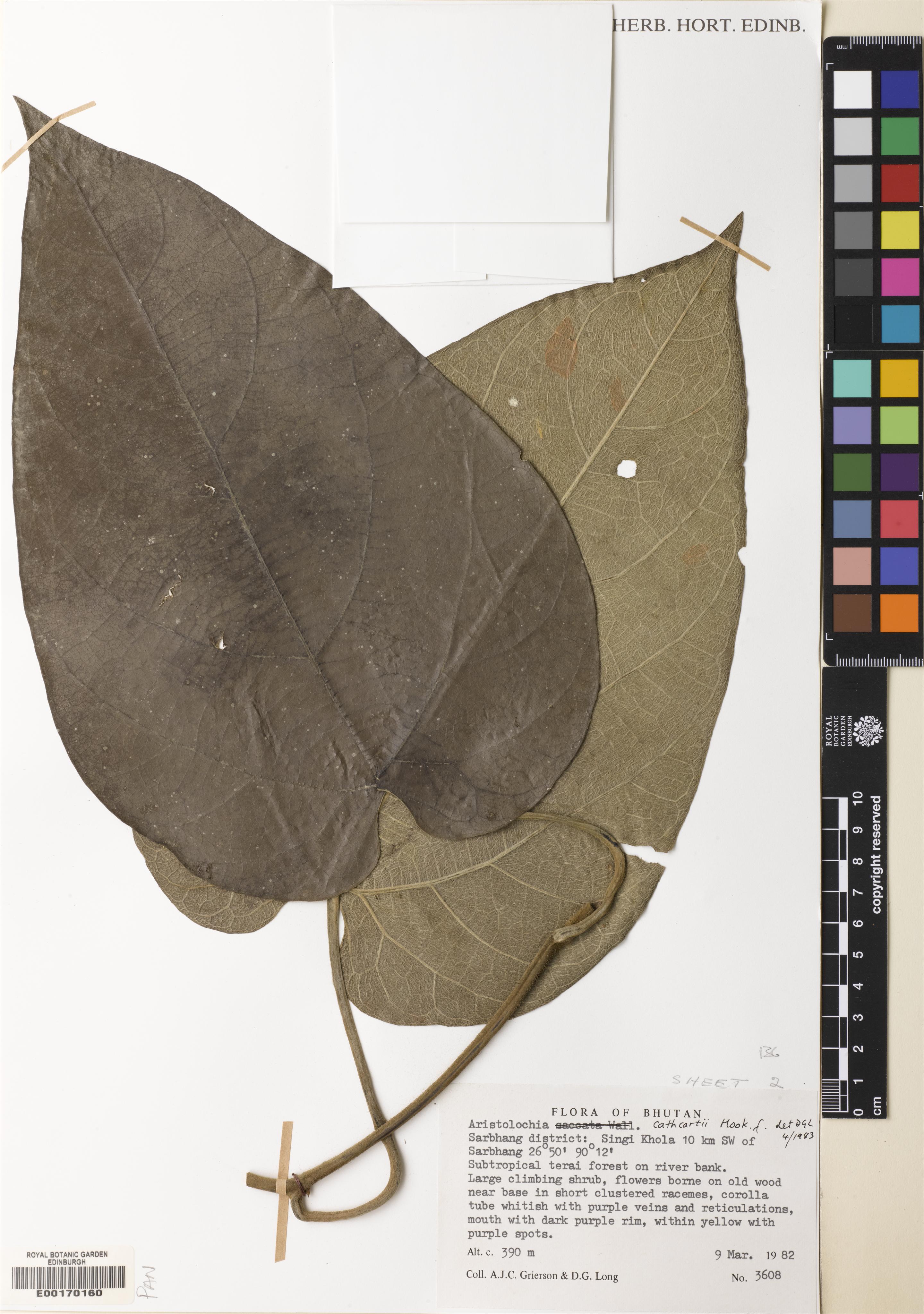 Isotrema saccatum (Isotrema saccatum)