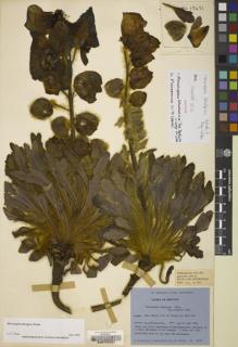 Type specimen at Edinburgh (E). Ludlow, Frank; Sherriff, George; Hicks, J.: 17471. Barcode: E00170407.