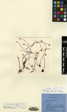 Type specimen at Edinburgh (E). Ludlow, Frank; Sherriff, George; Hicks, J.: 17095. Barcode: E00170853.