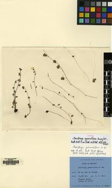 Type specimen at Edinburgh (E). Ludlow, Frank; Sherriff, George; Hicks, J.: 20440. Barcode: E00170892.
