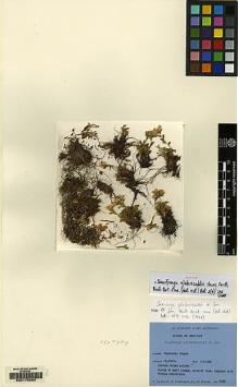 Type specimen at Edinburgh (E). Ludlow, Frank; Sherriff, George; Hicks, J.: 19305. Barcode: E00170893.