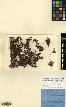 Type specimen at Edinburgh (E). Ludlow, Frank; Sherriff, George: 3212. Barcode: E00170906.