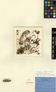 Type specimen at Edinburgh (E). Ludlow, Frank; Sherriff, George; Hicks, J.: 19178. Barcode: E00170930.