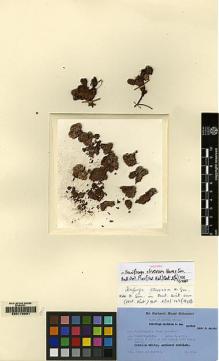 Type specimen at Edinburgh (E). Ludlow, Frank; Sherriff, George: 3259. Barcode: E00170931.