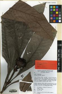 Type specimen at Edinburgh (E). : 13404. Barcode: E00171113.