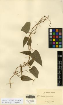 Type specimen at Edinburgh (E). Kerr, Arthur: 6219. Barcode: E00171502.