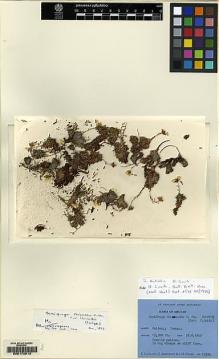 Type specimen at Edinburgh (E). Ludlow, Frank; Sherriff, George; Hicks, J.: 19214. Barcode: E00172013.