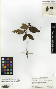 Type specimen at Edinburgh (E). Sinclair, Ian W.J. & Long, David G.: 5726. Barcode: E00172230.