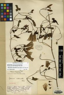 Type specimen at Edinburgh (E). Forrest, George: 1111. Barcode: E00172621.
