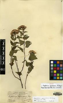 Type specimen at Edinburgh (E). Parry, Charles; Palmer, Edward: 333. Barcode: E00172810.