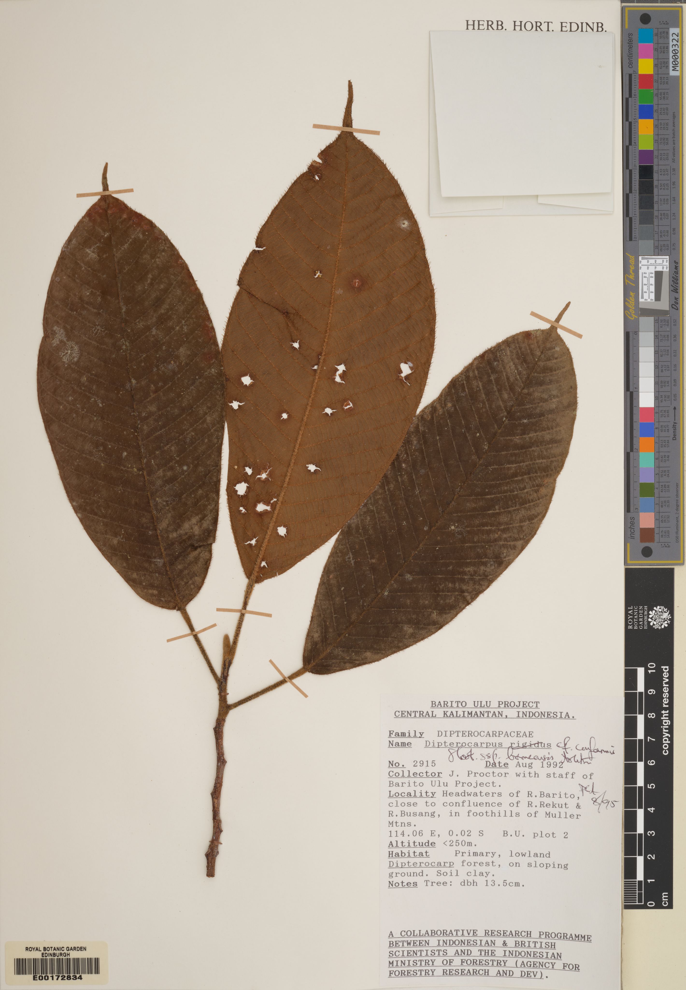 Dipterocarpus conformis photograph 2