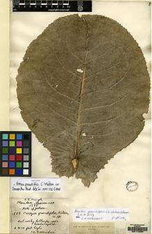 Type specimen at Edinburgh (E). Pringle, Cyrus: 1858. Barcode: E00172866.