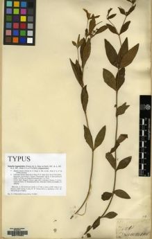 Type specimen at Edinburgh (E). Drummond, Thomas: 321. Barcode: E00173484.