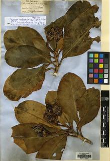 Type specimen at Edinburgh (E). Wight, Robert: 1835.548. Barcode: E00173543.