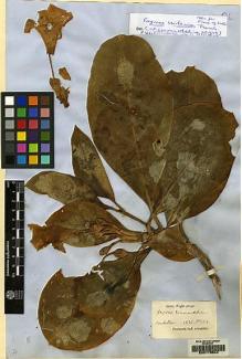 Type specimen at Edinburgh (E). Wight, Robert: 1835.548. Barcode: E00173544.