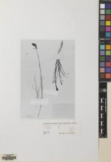 Type specimen at Edinburgh (E). Kotschy, Carl (Karl): 265. Barcode: E00173852.
