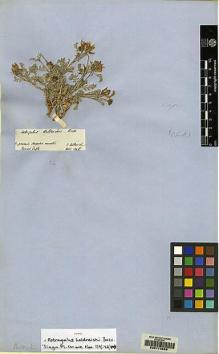 Type specimen at Edinburgh (E). Von Heldreich, Theodor: . Barcode: E00173958.