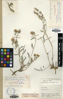 Type specimen at Edinburgh (E). Davis, Peter: 44697. Barcode: E00173964.