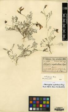 Type specimen at Edinburgh (E). Sintenis, Paul: 2296. Barcode: E00173972.