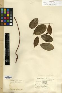Type specimen at Edinburgh (E). Buchanan-Hamilton, Francis: 757. Barcode: E00174007.