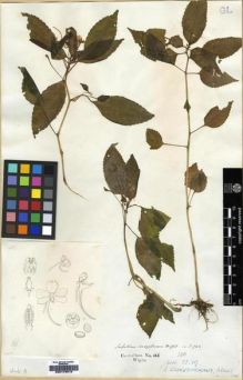 Type specimen at Edinburgh (E). Wight, Robert: 166. Barcode: E00174015.