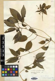 Type specimen at Edinburgh (E). Wight, Robert: 166. Barcode: E00174016.