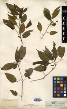 Type specimen at Edinburgh (E). Wight, Robert: 166. Barcode: E00174017.
