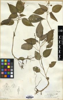 Type specimen at Edinburgh (E). Wight, Robert: 165. Barcode: E00174022.