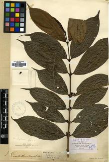 Type specimen at Edinburgh (E). Wight, Robert: 360. Barcode: E00174031.