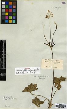 Type specimen at Edinburgh (E). Wight, Robert: 10. Barcode: E00174048.