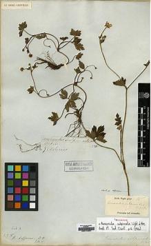 Type specimen at Edinburgh (E). Wight, Robert: 15. Barcode: E00174051.