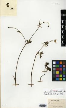 Type specimen at Edinburgh (E). Wight, Robert: 15. Barcode: E00174052.