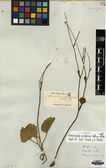 Type specimen at Edinburgh (E). Wight, Robert: 14. Barcode: E00174053.