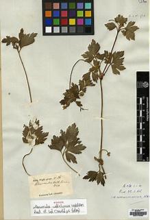 Type specimen at Edinburgh (E). Wight, Robert: 6. Barcode: E00174055.
