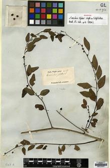 Type specimen at Edinburgh (E). Wight, Robert: 47. Barcode: E00174078.