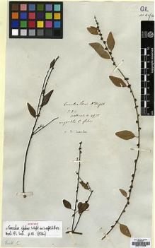 Type specimen at Edinburgh (E). Wallich, Nathaniel: 4975. Barcode: E00174080.
