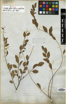 Type specimen at Edinburgh (E). Wallich, Nathaniel: 4975. Barcode: E00174082.