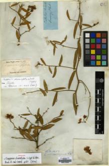 Type specimen at Edinburgh (E). Wight, Robert: 952. Barcode: E00174093.