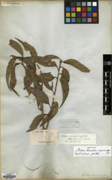 Type specimen at Edinburgh (E). Wight, Robert: 63. Barcode: E00174098.