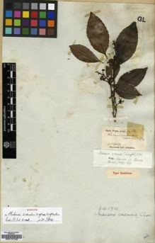Type specimen at Edinburgh (E). Wight, Robert: 62. Barcode: E00174100.
