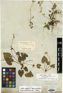 Type specimen at Edinburgh (E). Wight, Robert: 112. Barcode: E00174102.