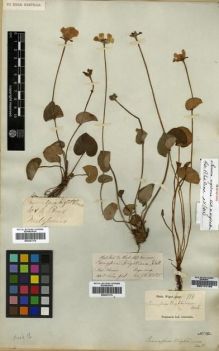 Type specimen at Edinburgh (E). Wight, Robert: 116. Barcode: E00174109.