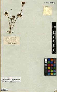 Type specimen at Edinburgh (E). Wight, Robert: 116. Barcode: E00174110.