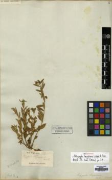 Type specimen at Edinburgh (E). Wight, Robert: 128. Barcode: E00174121.
